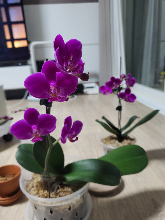 phalaenopsis-schilleriana