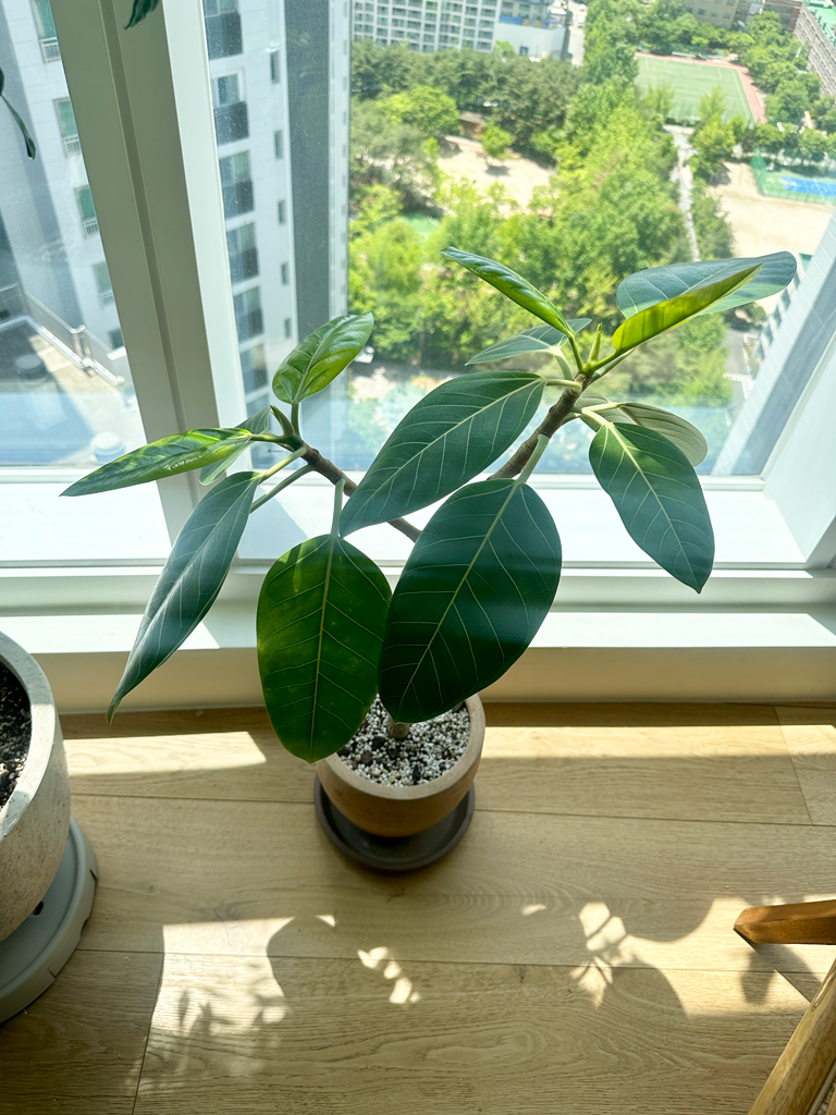 ficus-benghalensis