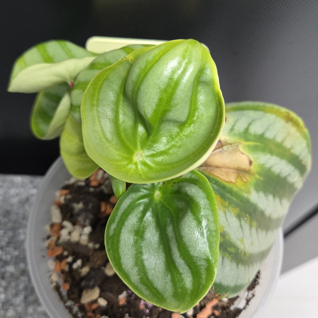 peperomia-sandersii