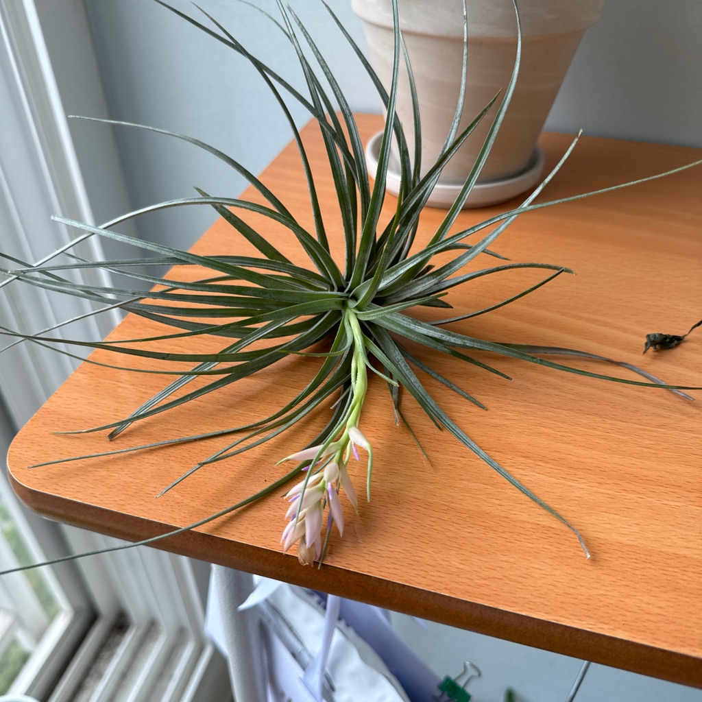 tillandsia-ionantha