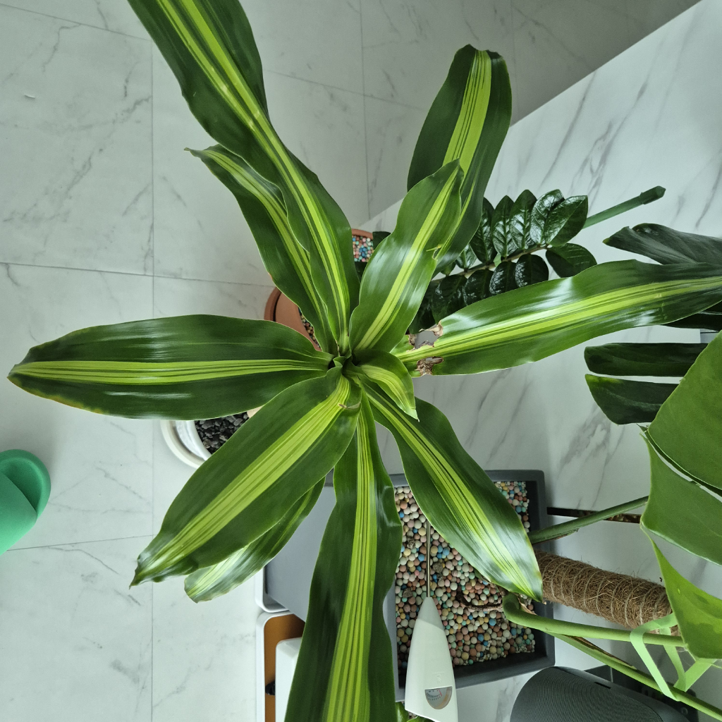 dracaena-fragrans-massangeana