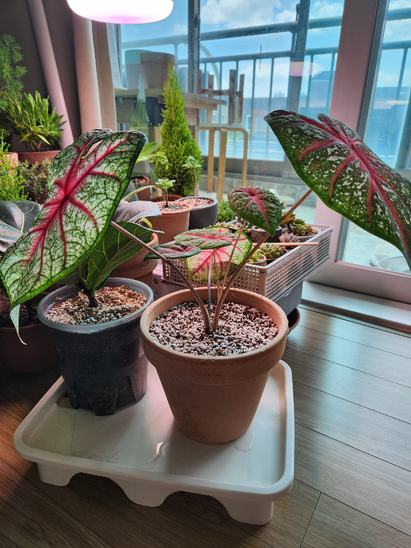 caladium-bicolor