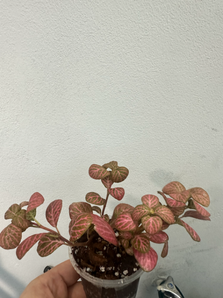 fittonia-albivenis-‘pink-star’