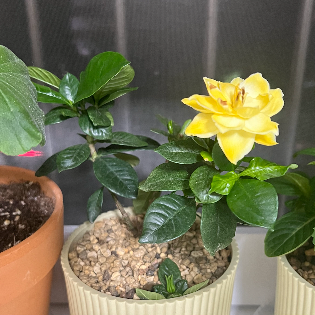 gardenia-jasminoides