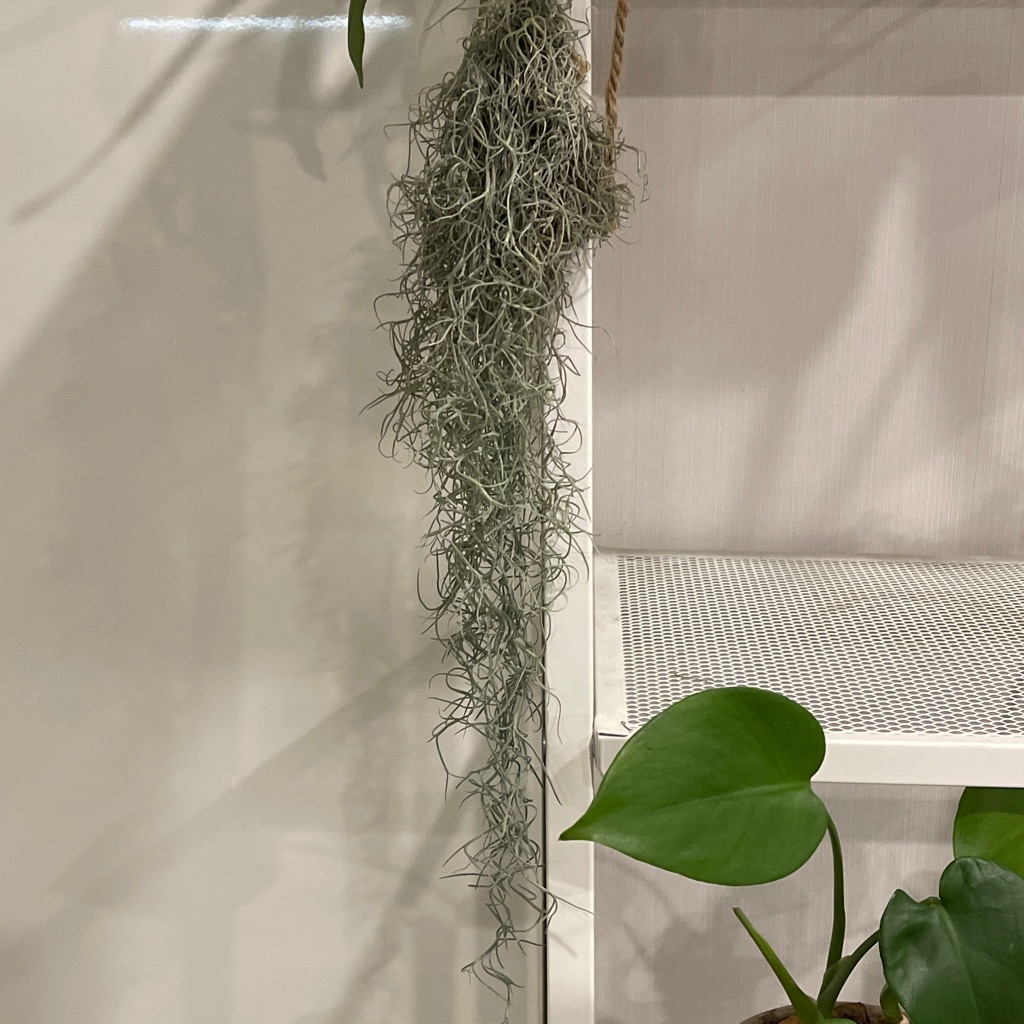 tillandsia-usneoides