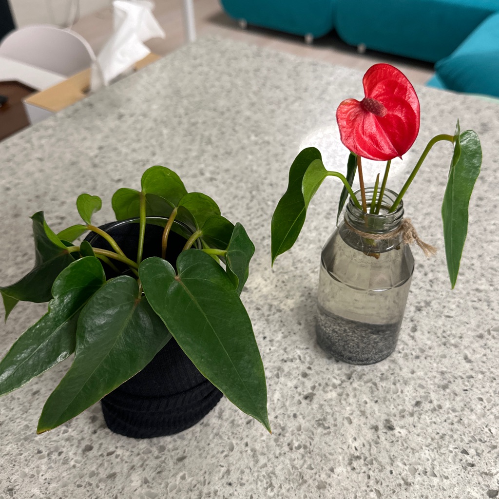 anthurium-andraeanum