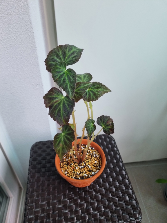 begonia-grandis