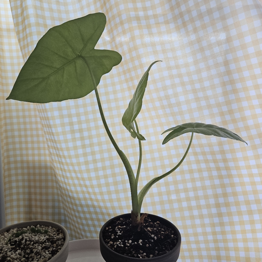 alocasia-odora