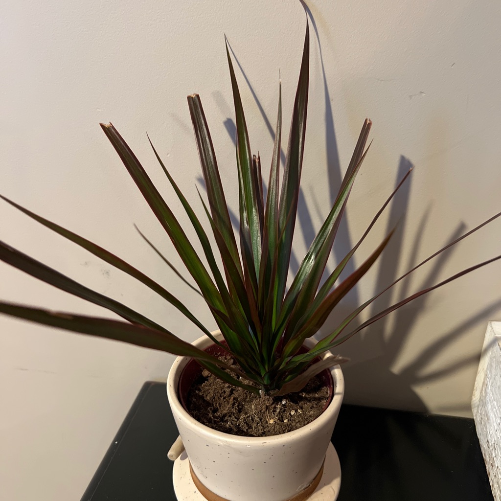 dracaena-draco