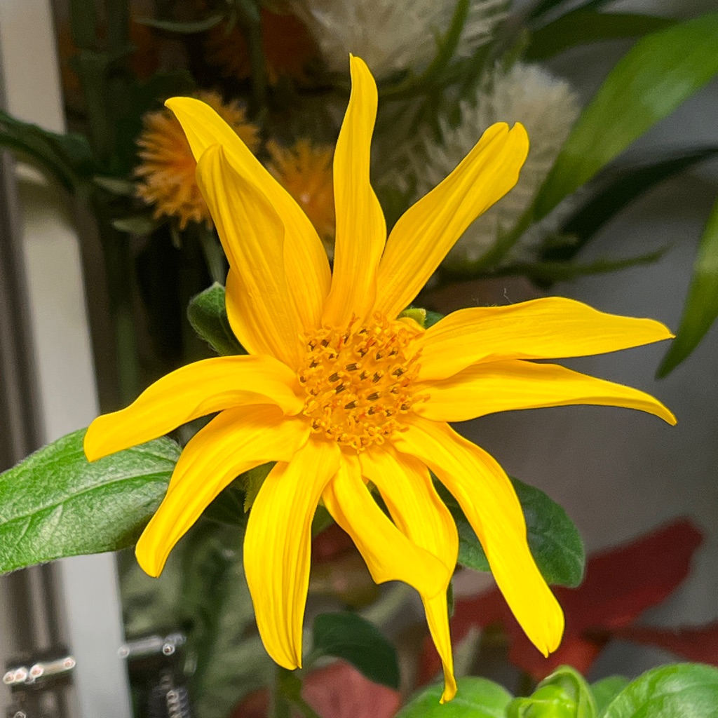 helianthus-annuus