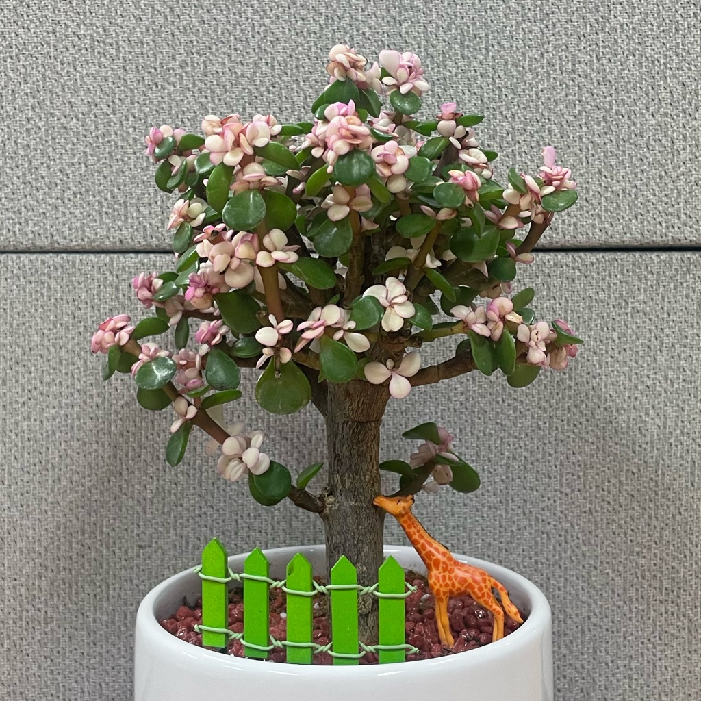 portulacaria-afra