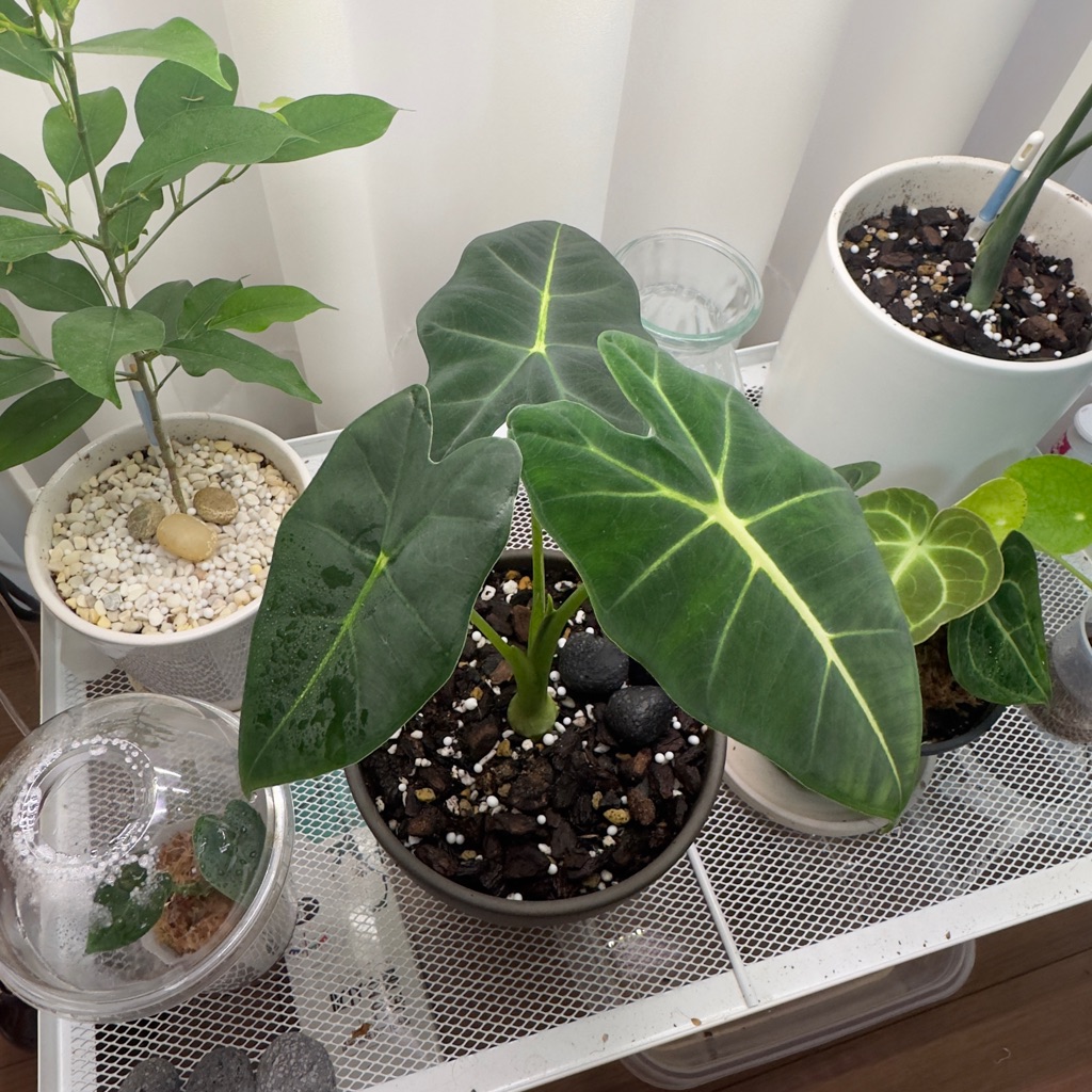 alocasia-micholitziana-'frydek'