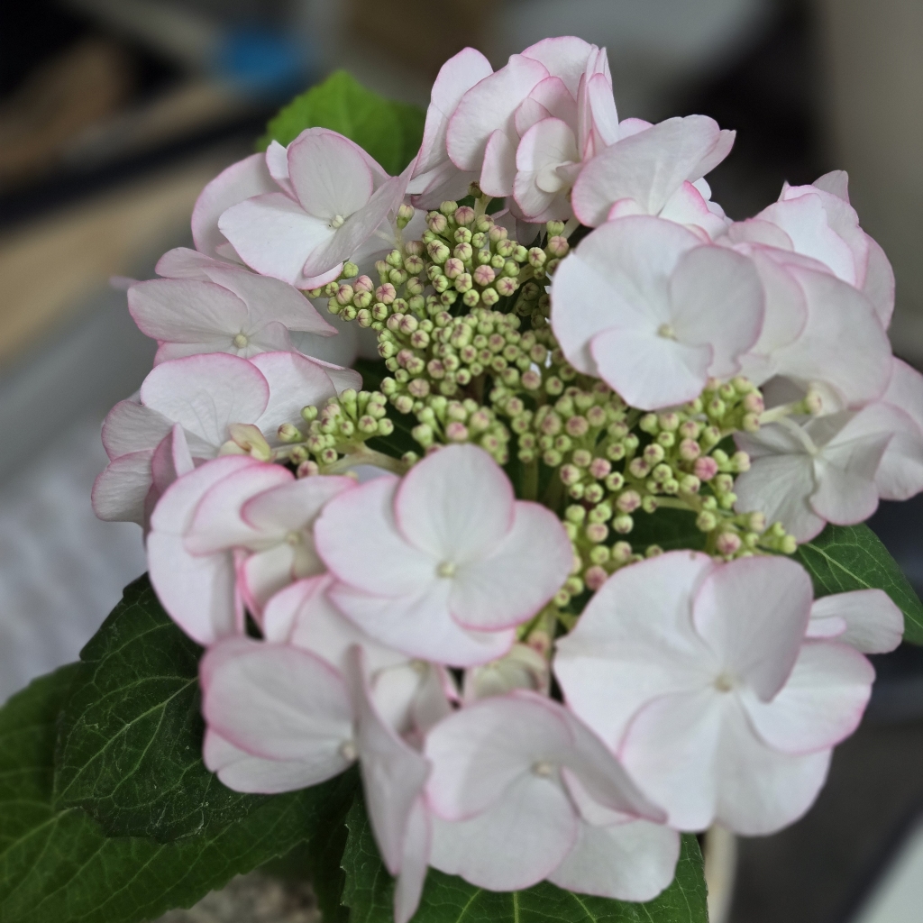 hydrangea-arborescens