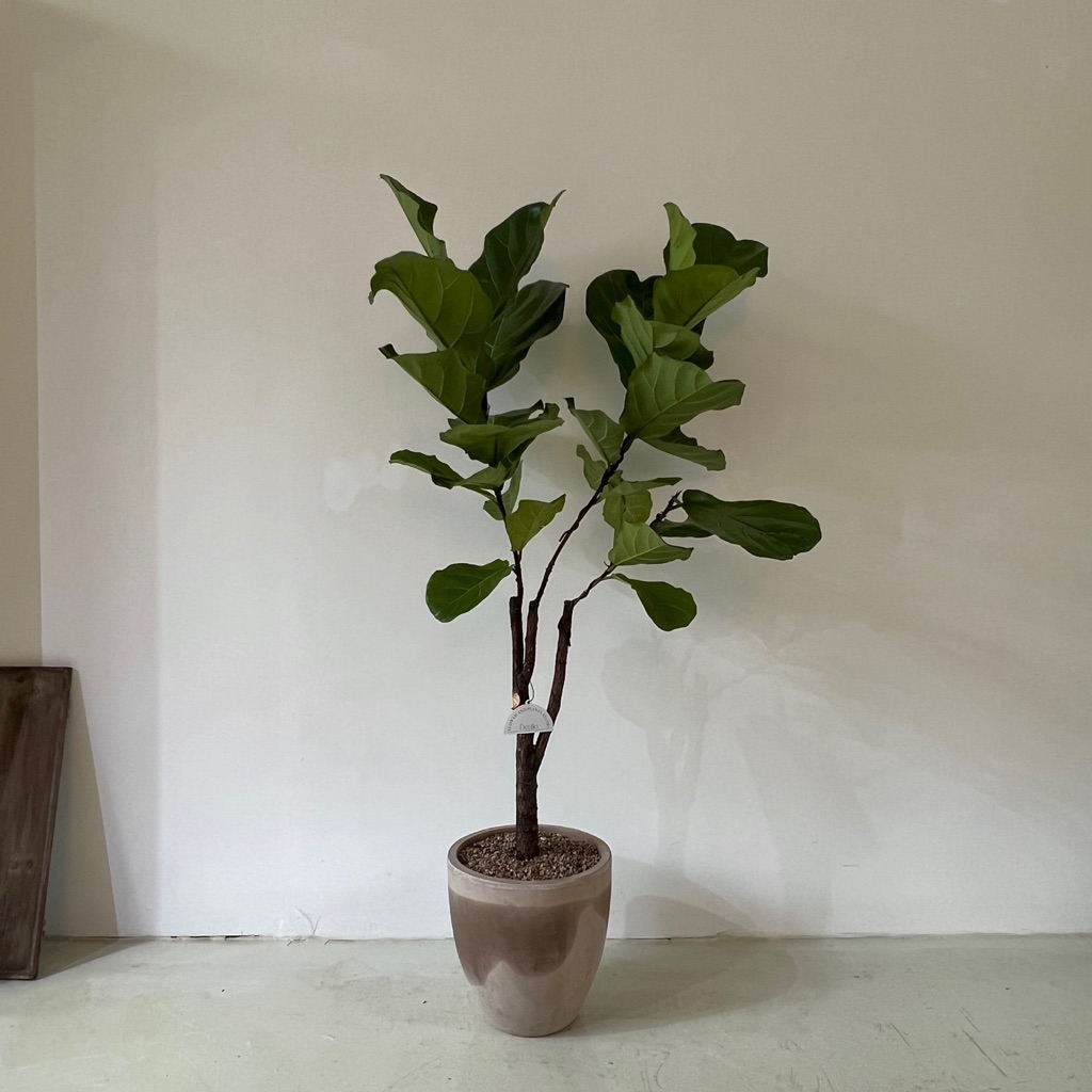 ficus-lyrata