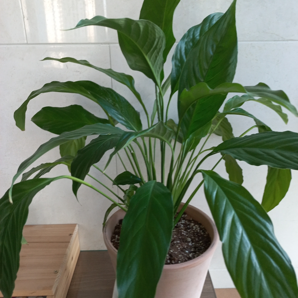 spathiphyllum-wallisii