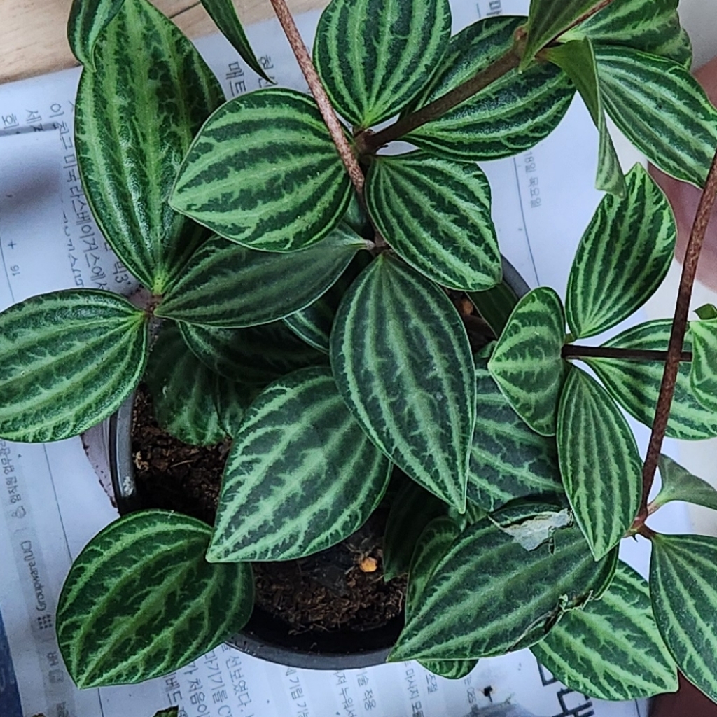 peperomia-puteolata