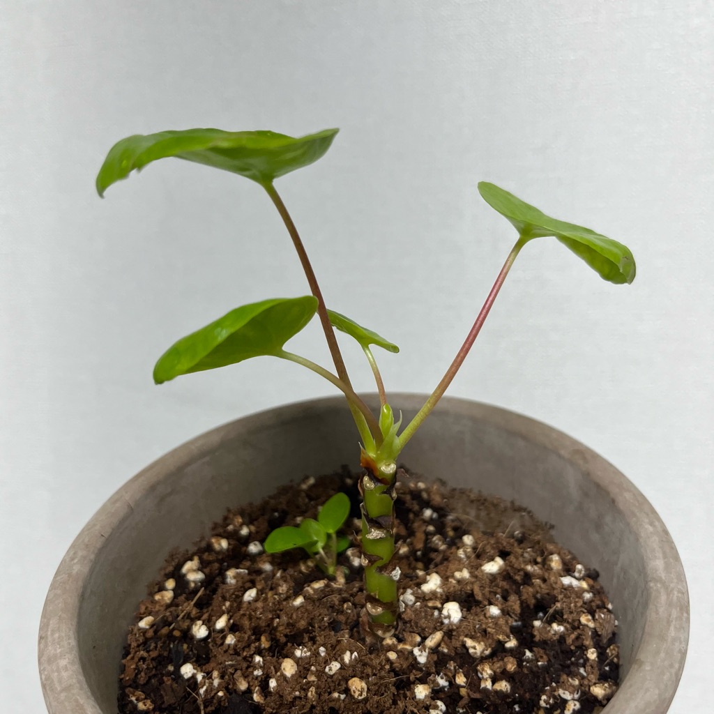 pilea-peperomioides