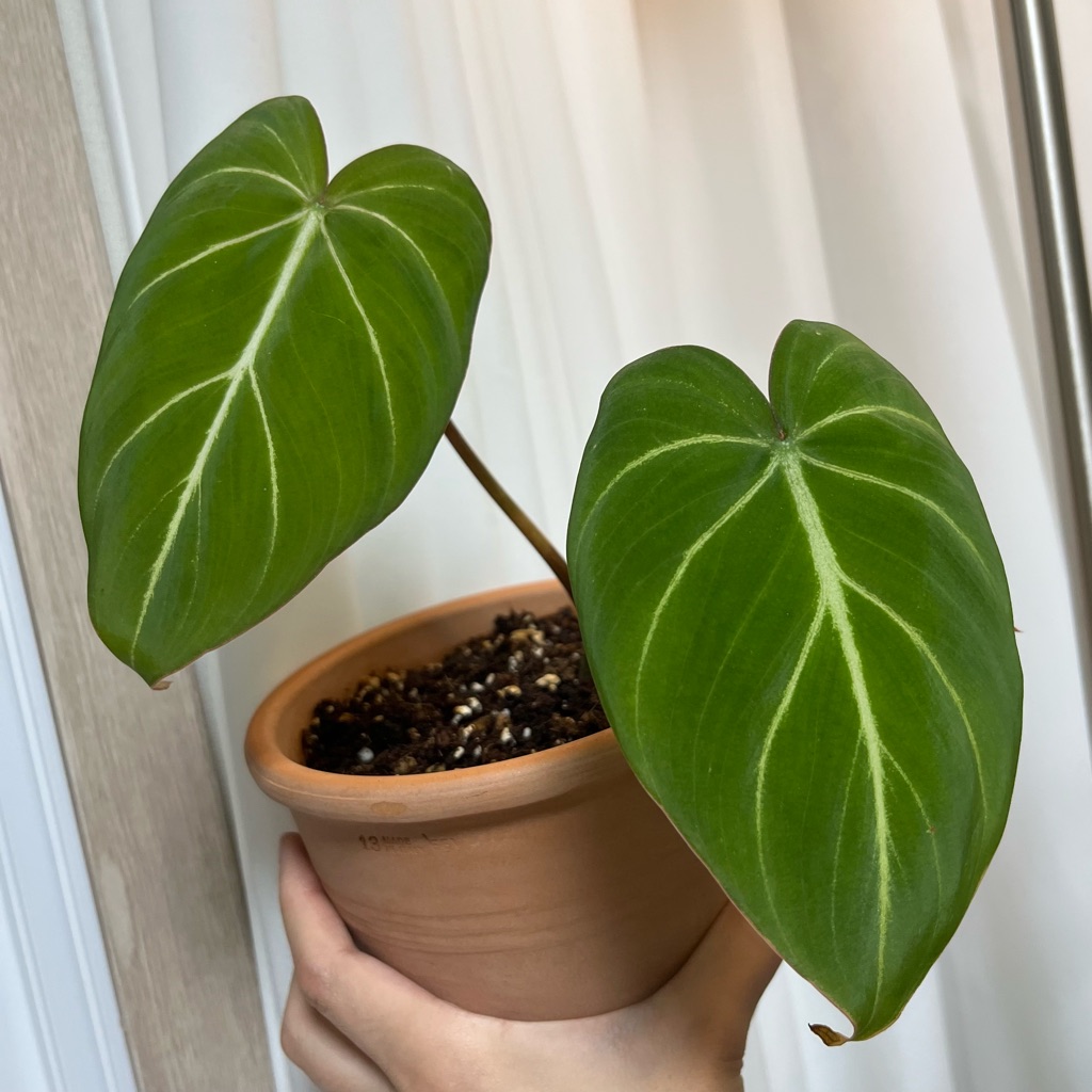 philodendron-gloriosum